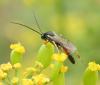 Campopleginae inconnu